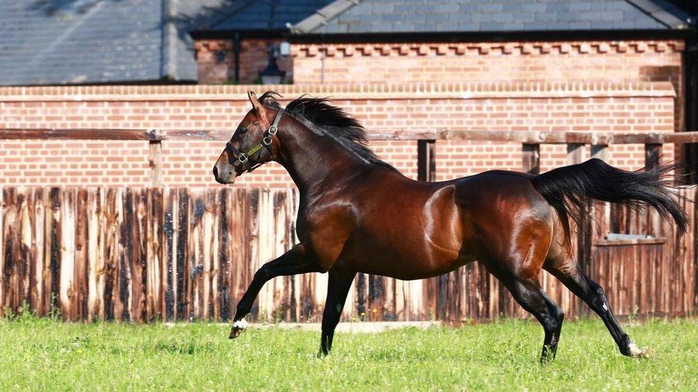 Oasis Dream: Juddmonte sire has been a fine servant for Lanwades