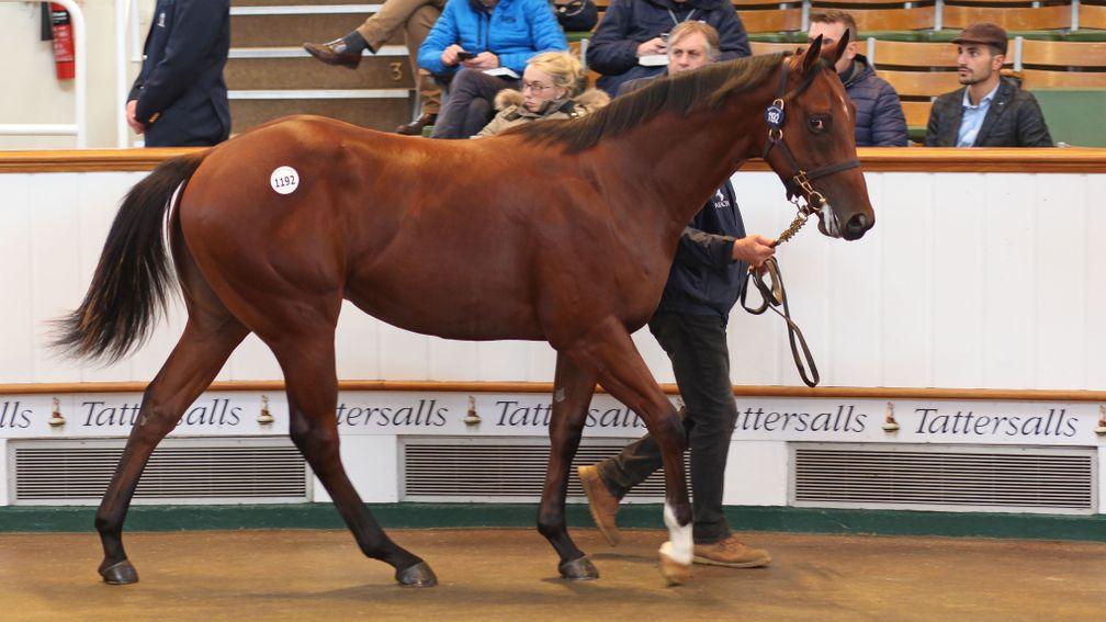 Lot 1192, a Siyouni colt, provided a huge return for his breeders when reaching 600,000gns