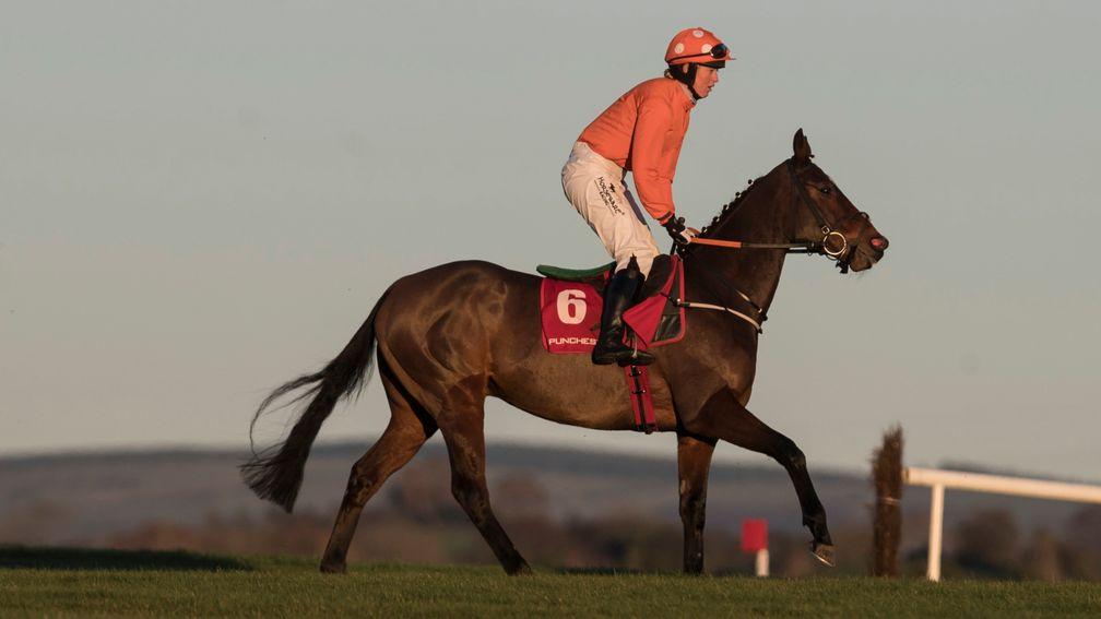 The versatile Markhan is a horse who has provided connections with plenty of fun