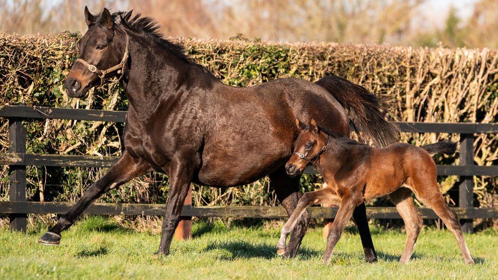 Coolmore's No Nay Never filly out of dual top-level winner Seventh Heaven 