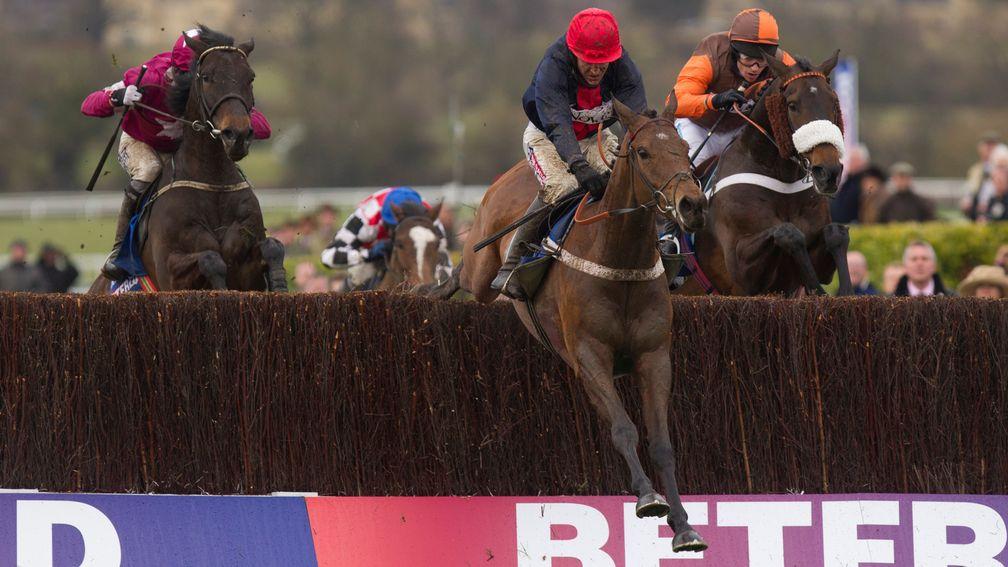 Bobs Worth (in front): winner of the 2013 Cheltenham Gold Cup