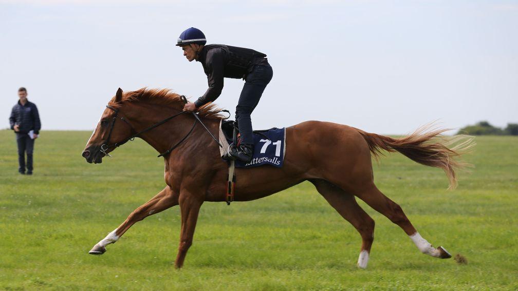 Lot 71: the Twilight Son colt from Derryconnor Stud