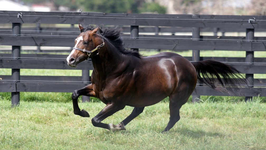 Showcasing: has performed miracles with progeny bred for £5,000 and less