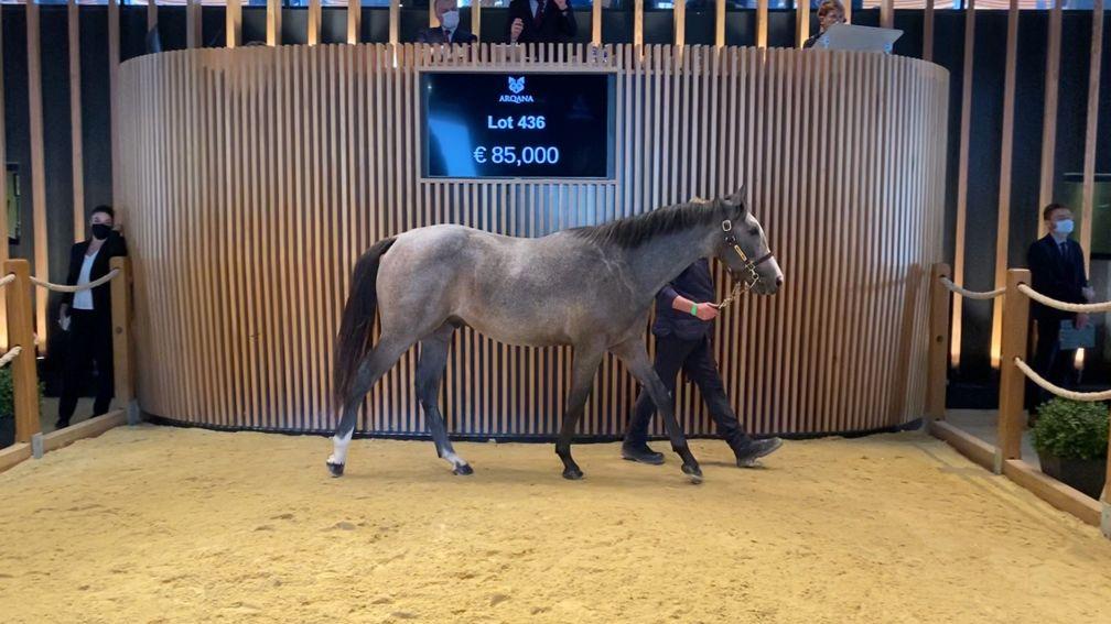A colt by Rajsaman is heading to Germany with trainer Henk Grewe after making €85,000 on day three of the Arqana October Yearling sale