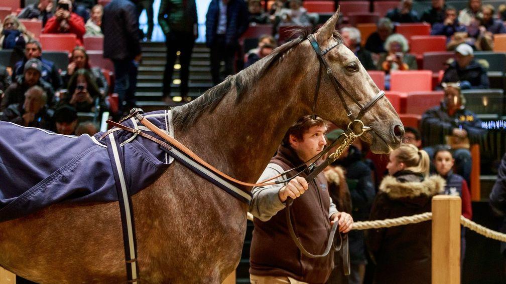 Master Dino who topped trade on day one when sold for €420,000
