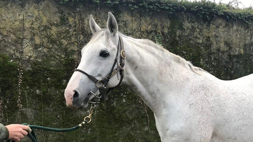Jukebox Jury: the dashing grey looks to have a bright future ahead of him