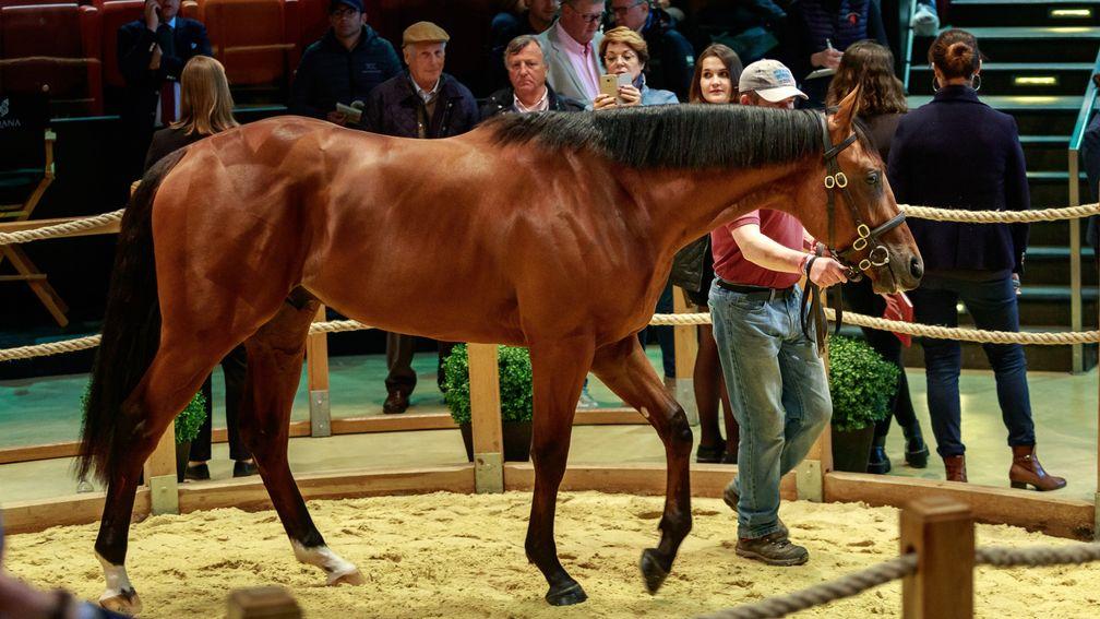The sale-topping American Pharoah colt in the Arqana ring