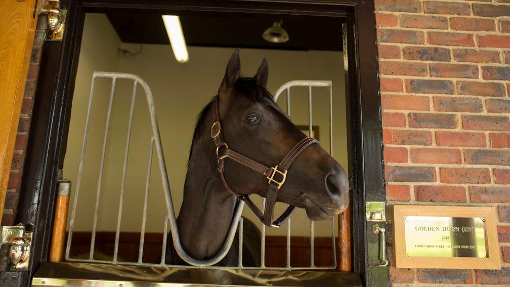Golden Horn: could be a stallion to note this season