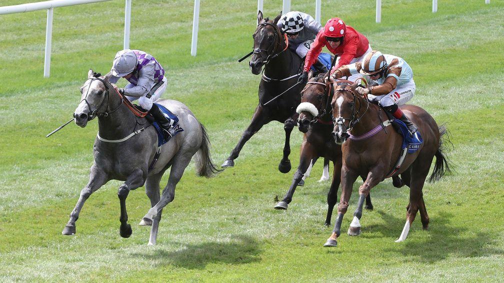 Havana Grey (left): the Group 1-winning son of Havana Gold will be sent 30 mares by Whitsbury Manor Stud