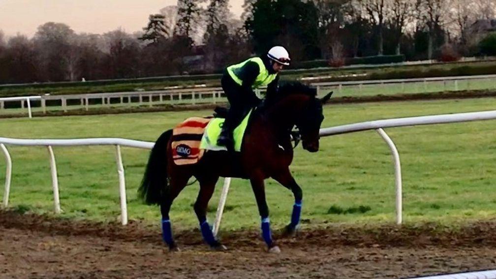 Mishriff prepares to canter on Warren Hill on Tuesday morning