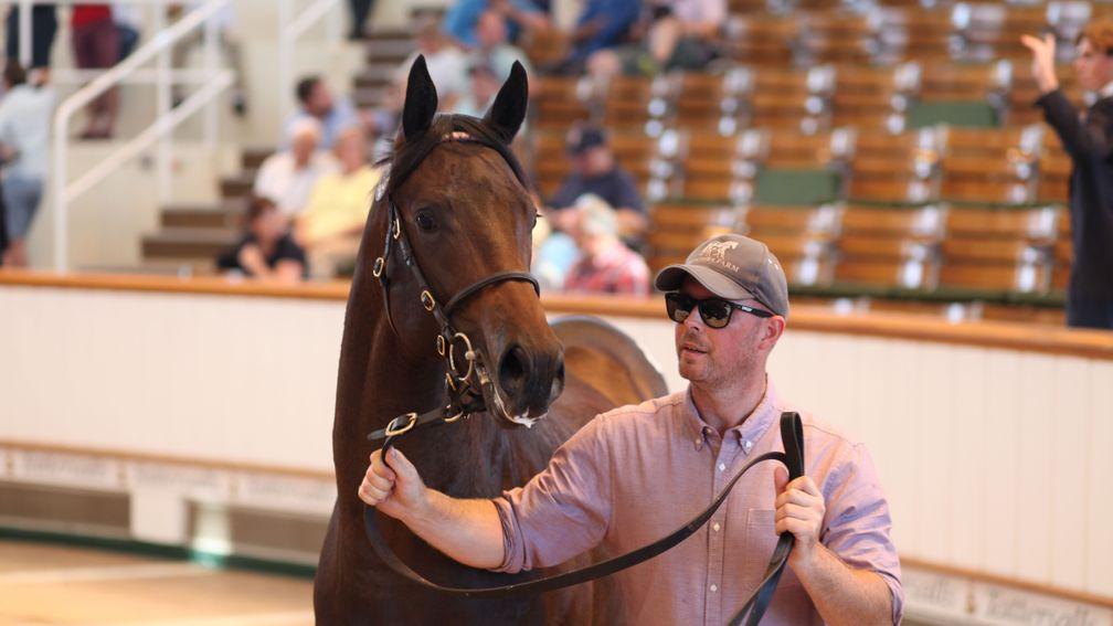 The sales-topping Twilight Son colt brings 120,000gns from Adam Driver