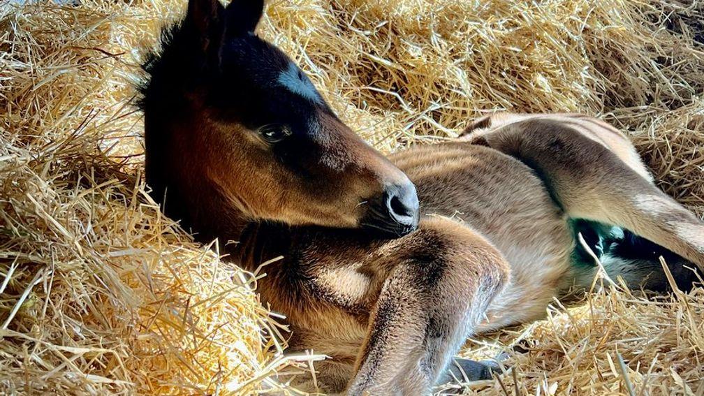 The National Stud's Golden Horn colt enjoying a nap