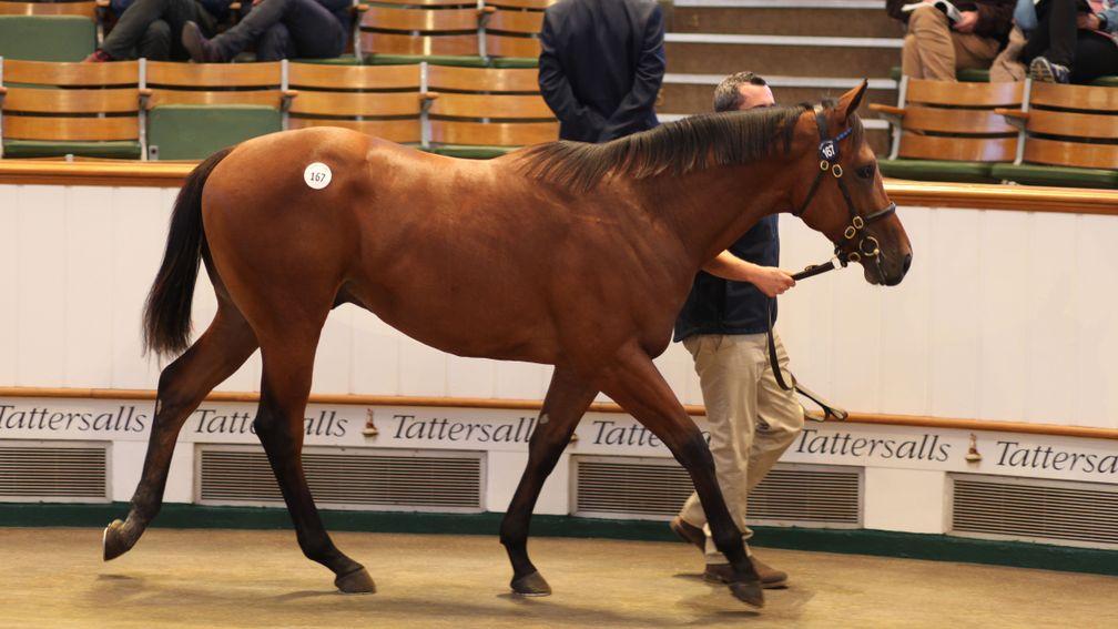 The Dubawi colt out of Ring The Bell who topped the first session of the Book 1 Sale