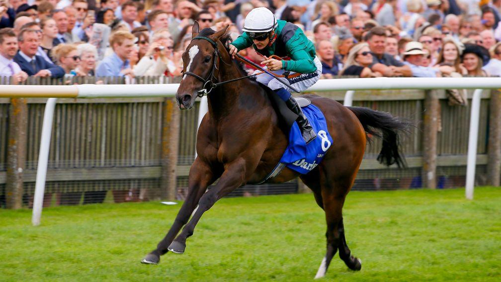 Limato: fourth in the Lockinge Stakes in 2016