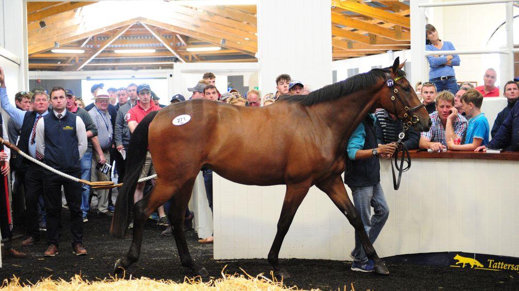 Lot 271: the sale-topping son of Martaline in the Fairyhouse ring before being knocked down to Ronnie O'Leary