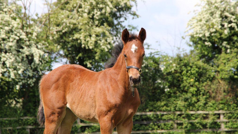 Piercetown Stud's Starman filly out of Hidden Brief, a half-sister to Emily Upjohn 