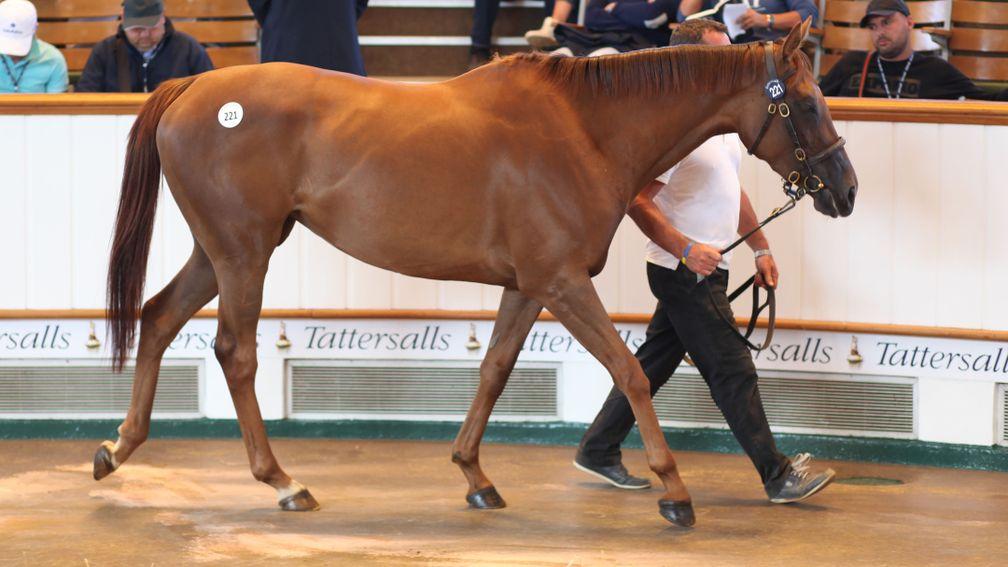 Lot 221: the session-topping Award Winning in the Tattersalls ring before bringing 350,000gns from Tom Goff