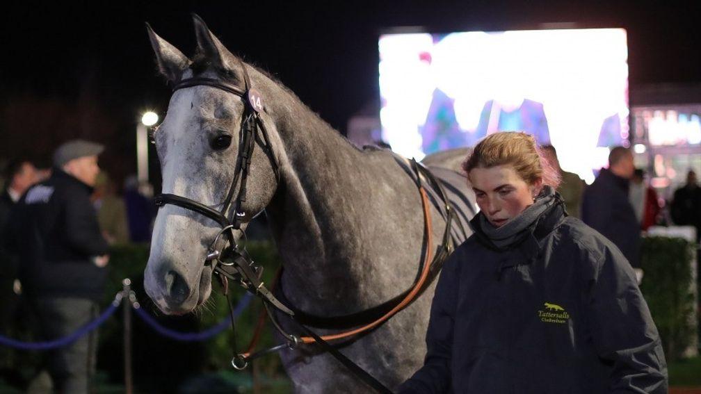 Ramillies was sold for an impressive £220,000 at the Cheltenham Festival