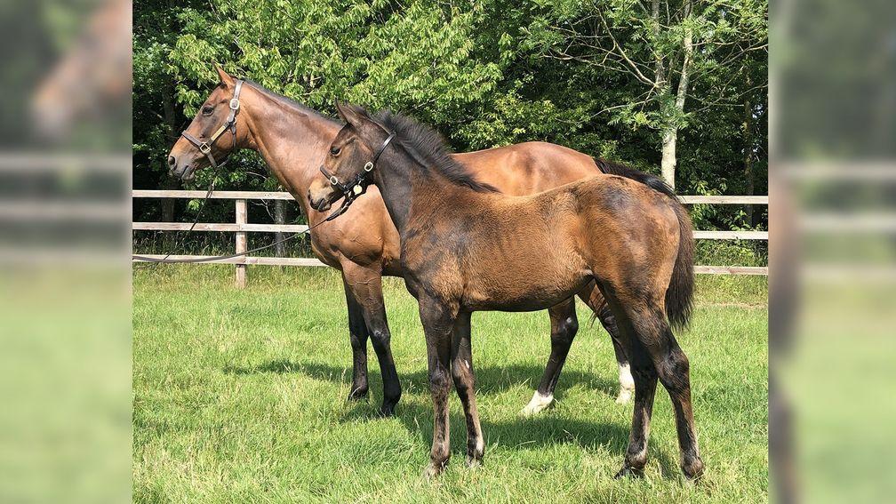 Chibola and her Showcasing filly foal at Whatton Manor Stud