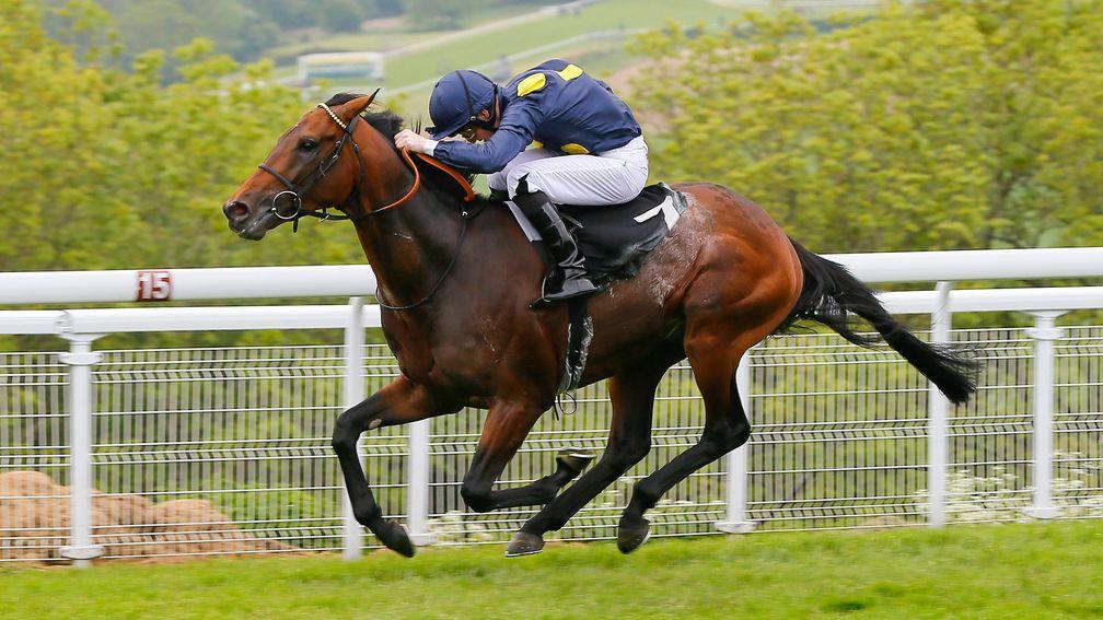 Storm The Stars in action - the son of Sea The Stars won the Great Voltigeur Stakes