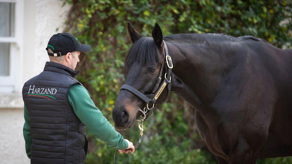 Harzand: first crop includes siblings to Jet Setting and Zarkava