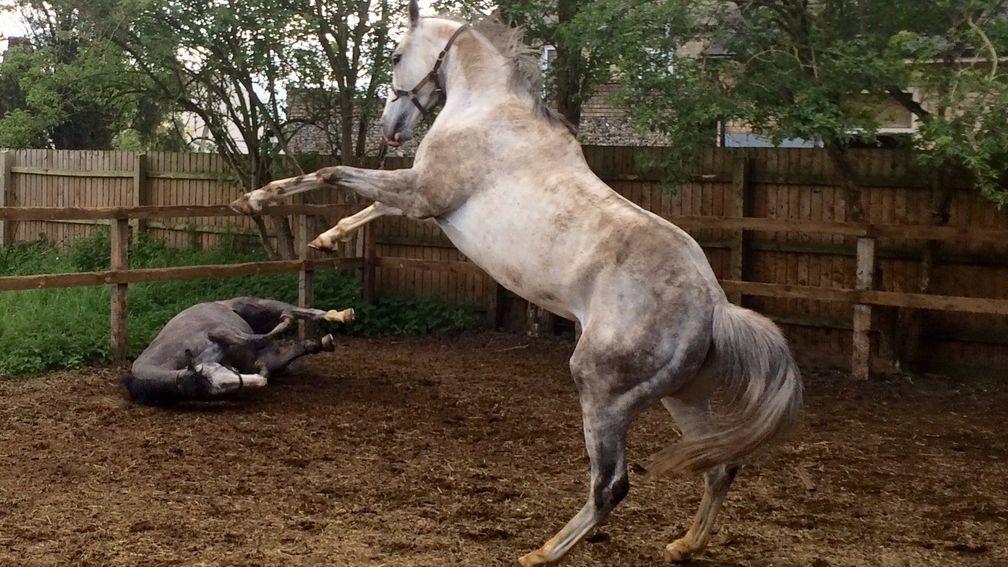 A playful Roy Rocket rearing up while half-brother White Valiant has a lie down