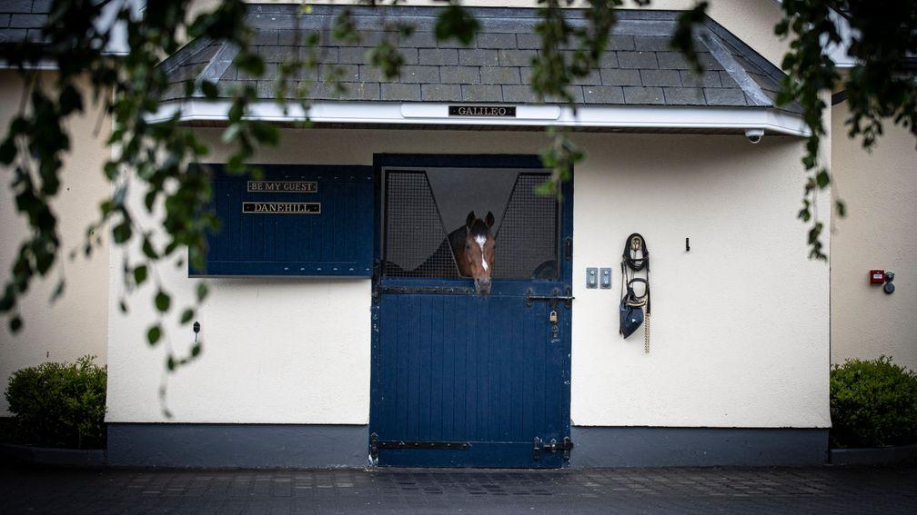 Galileo: master of all he surveys at Coolmore in County Tipperary