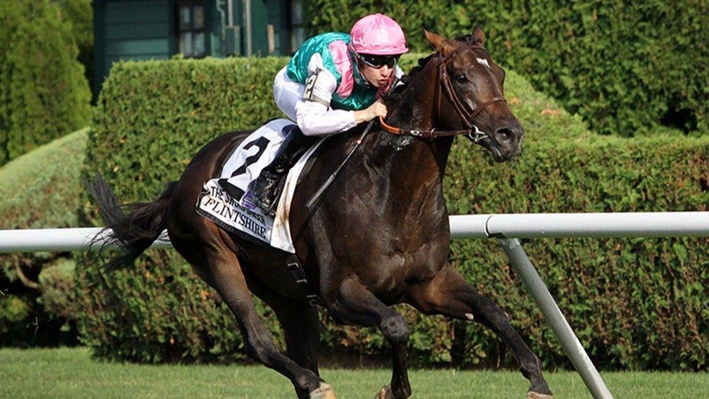 Flintshire: shares his granddam with Enable and Entitle