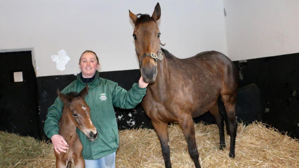 Quevega pictured with her latest Camelot filly foal