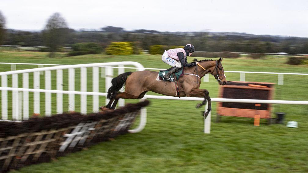 Bob Olinger: cut for two races at Cheltenham after Lawlor's of Naas Novice Hurdle victory