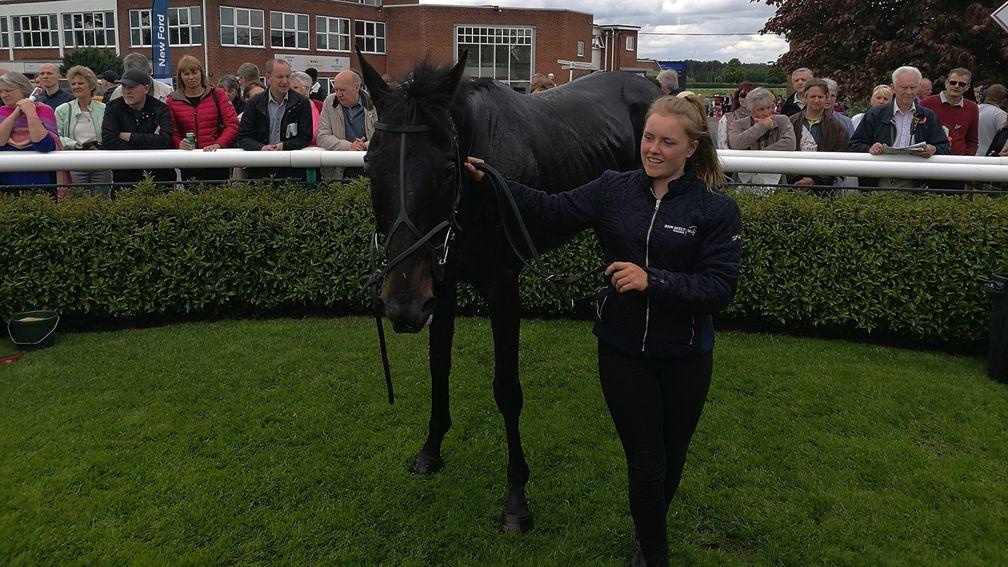 Winning machine: Too Many Diamonds after his victory at Market Rasen in May