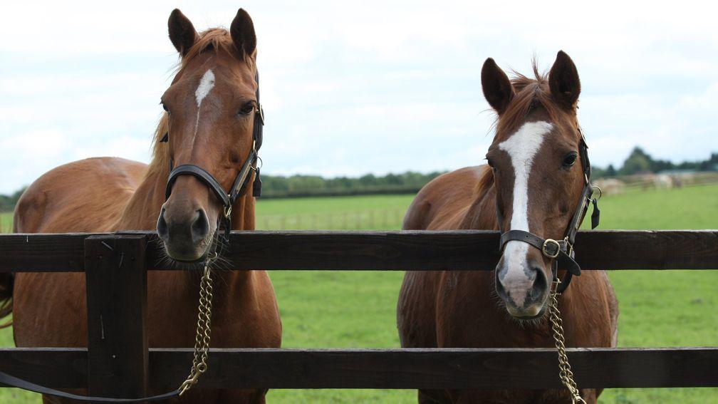 Urban Sea (left): the late, great mare features twice in Masar's pedigree