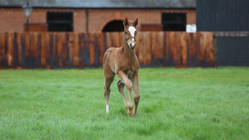 The 2020 colt foal by Frankel out of Lucky Kristale