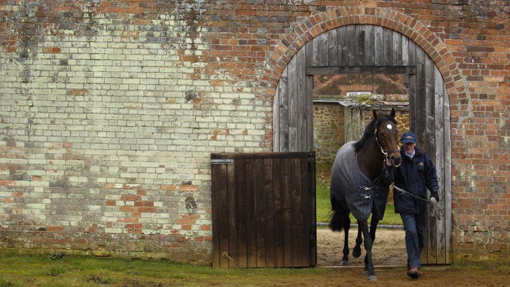 David Cartledge leads Motivator into his paddock in the walled garden at The Queen's Sandringham Stud