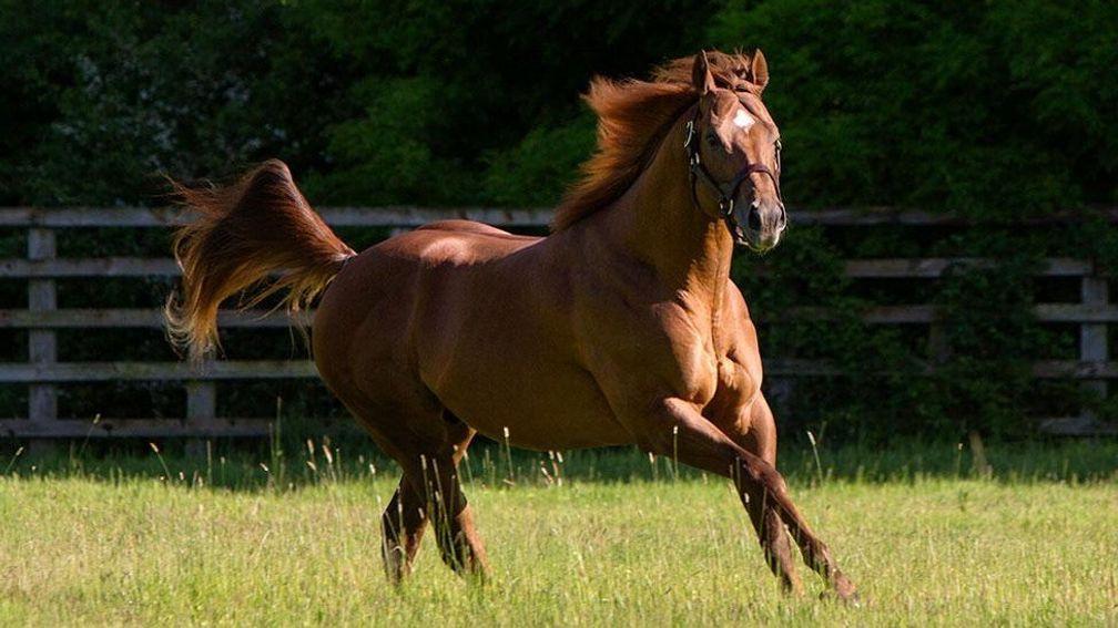 Night Of Thunder: sire of 14 winners at a strike-rate of 52 per cent