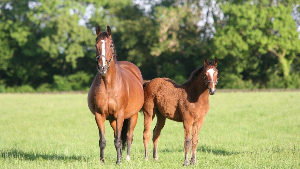 Zenda pictured with daughter Present Tense as a foal