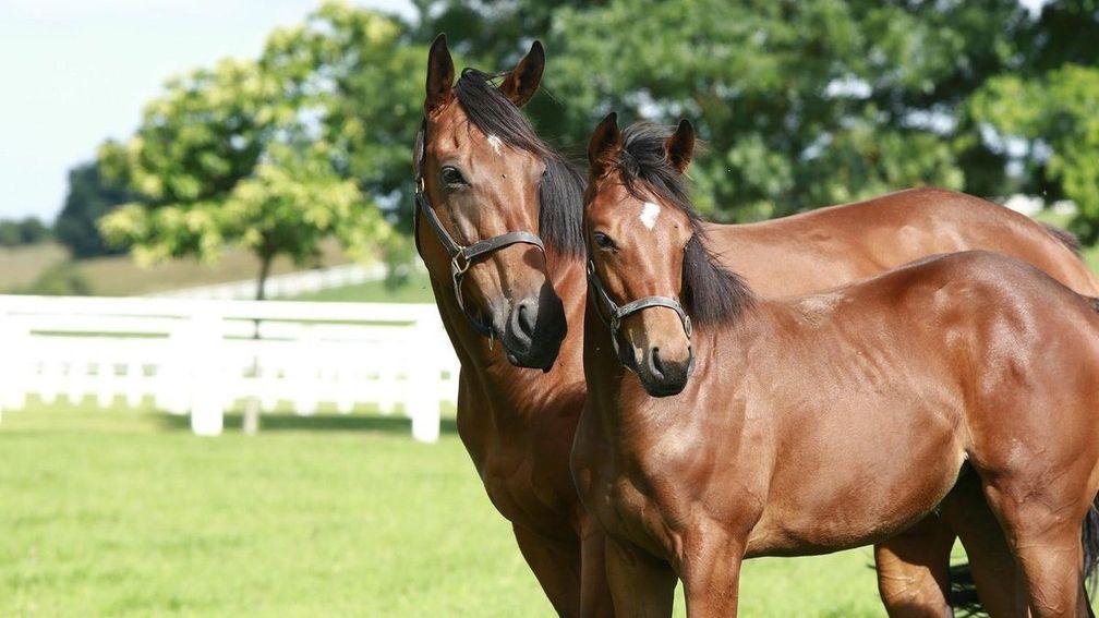 Sichilla pictured with her Listed-winning daughter Sayana as a foal