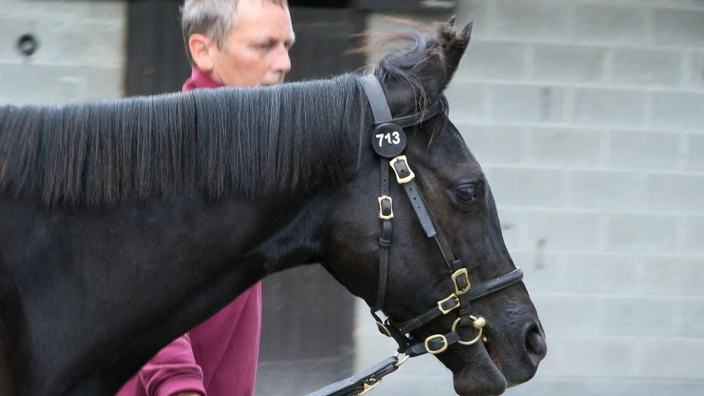 The record-breaking Ten Sovereigns filly at the Goffs Sportsman's Sale