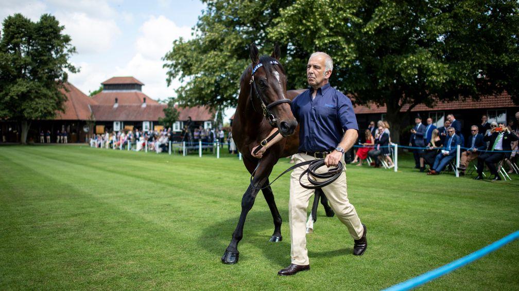 Blue Point is another sire who will receive mares from Cheveley Park