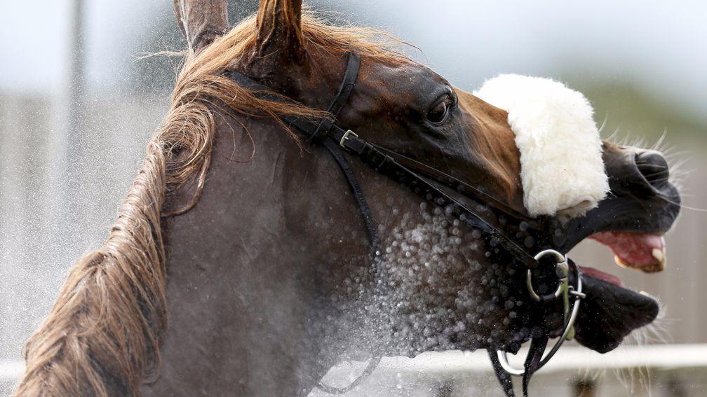 Ulysses, pictured being hosed down after winning the Juddmonte International, is Arc-bound