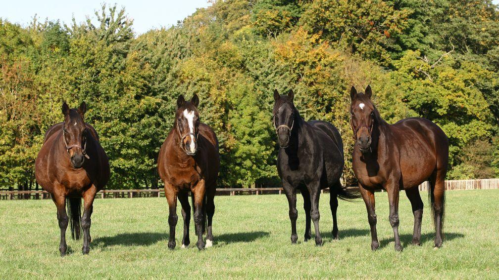 Reservoir of talent: (from left) Banks Hill, Hasili, Heat Haze and Intercontinental line up at Banstead Manor Stud
