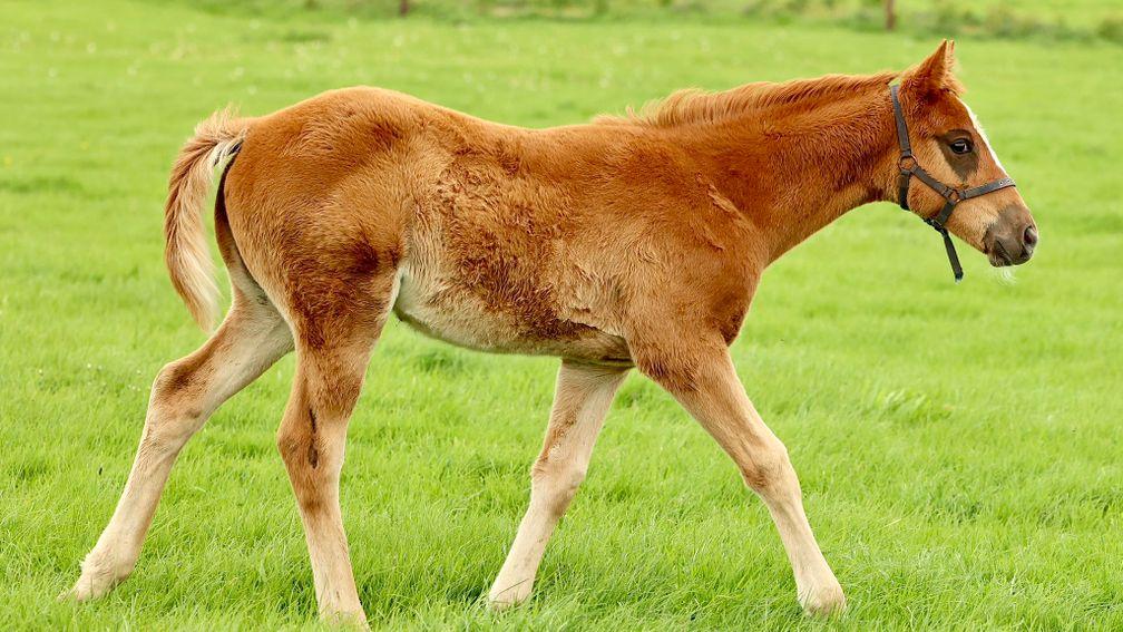 Grange Hill Stud's Supremacy filly out of Say It’s Me 
