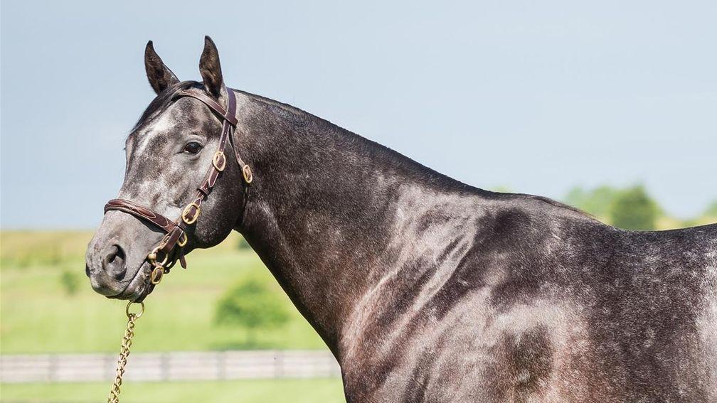 Cairo Prince: leading sire of two-year-old winners in America