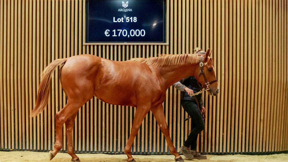 Top lot among the National Hunt yearlings on offer at Arqana on Tuesday was this son of Doctor Dino bred by Benoit Gabeur and Haras des Sablonnets.