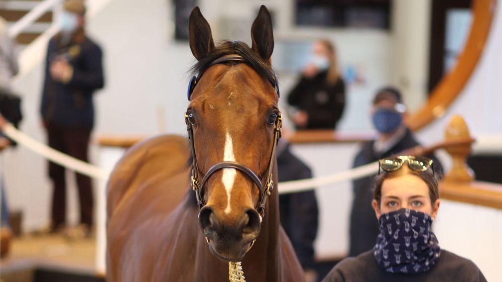 Lot 25: Aguiar Bloodstock's Dabirsim filly makes 240,000gns to Ebonos