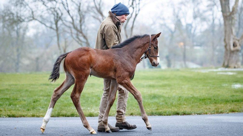 The Shalaa colt out of Gherdaiya is led around Haras de Bouquetot