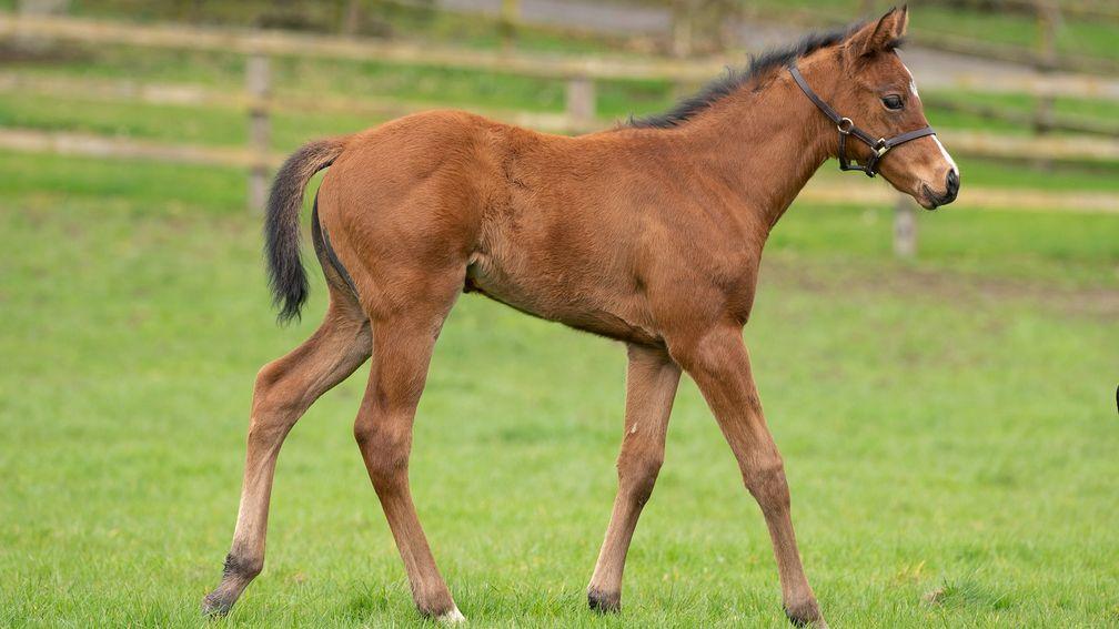 The Niarchos family's St Mark's Basilica filly out of Matron Stakes heroine Fiesolana
