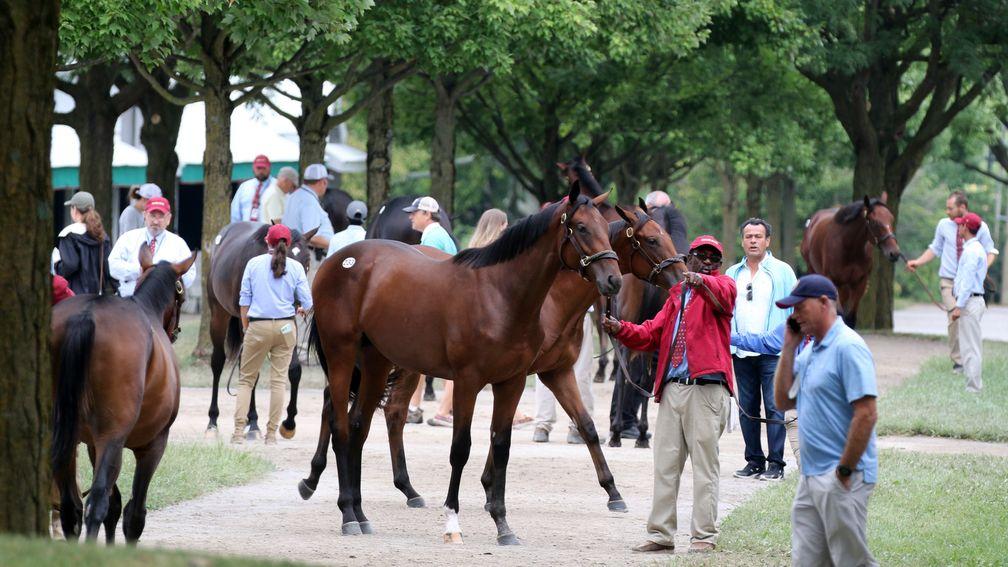 Keeneland: inspections taking place for the world's largest yearling sale