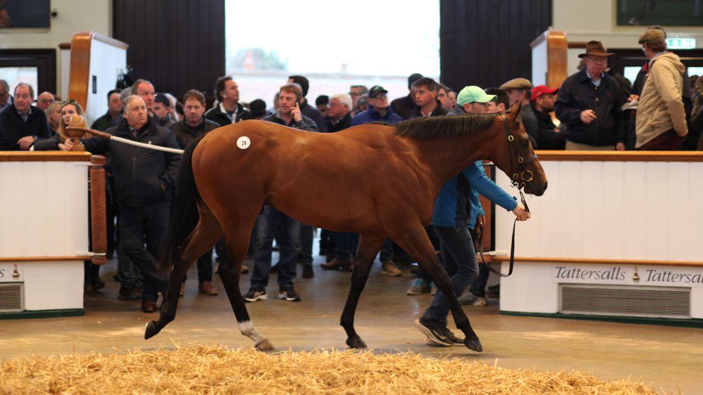 Lot 29: the Kodiac colt out of No Lippy who fetched 525,000gns