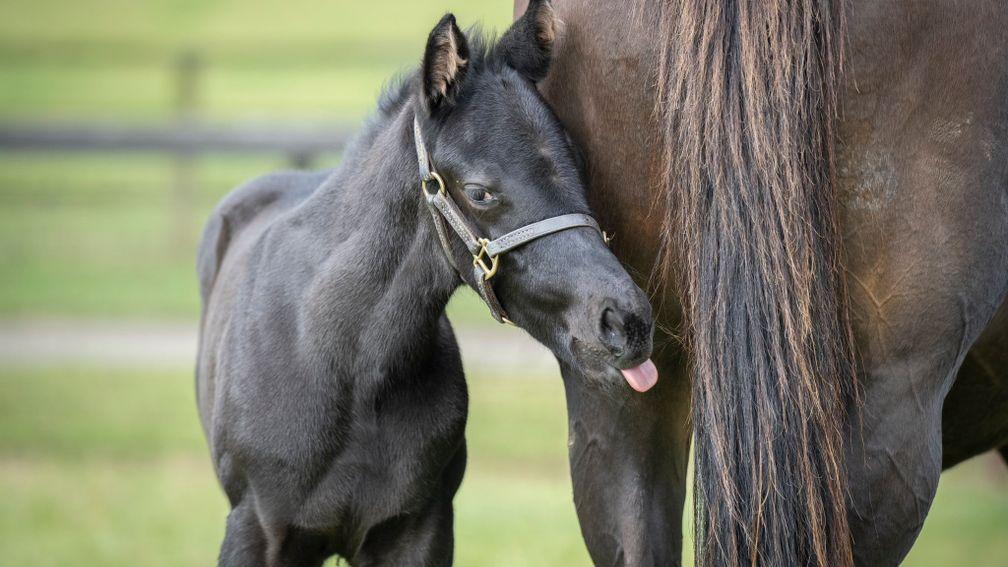 A cheeky foal by A'Ali and out of Group performer and producer Royal Empress